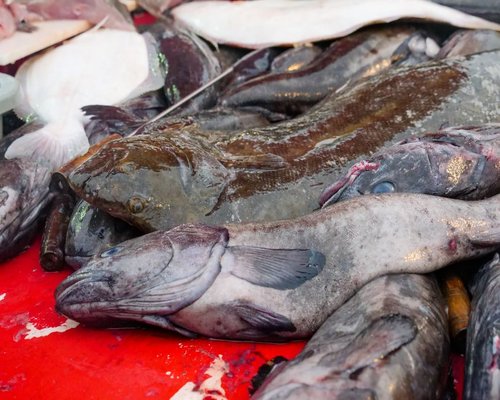 Fresh fish at the coastal market in Chile